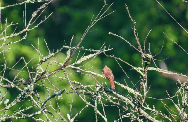 Northern Cardinal