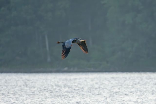 Great Blue Heron