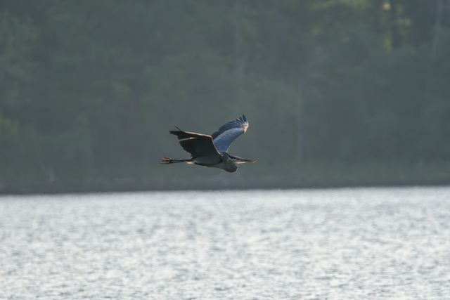 Great Blue Heron