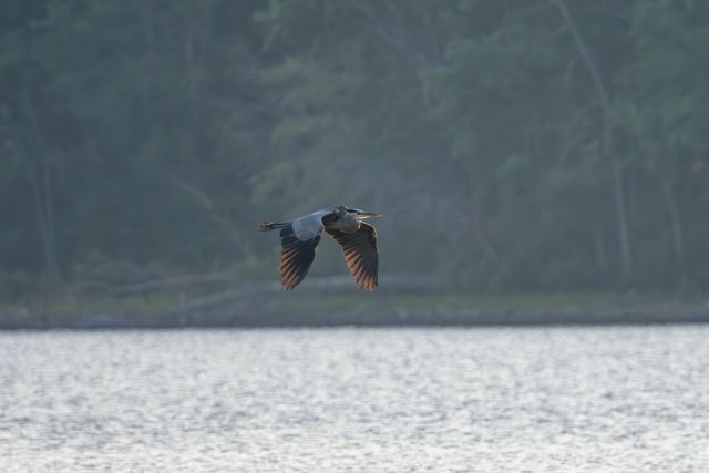 Great Blue Heron