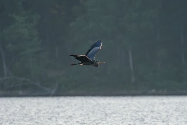 Great Blue Heron