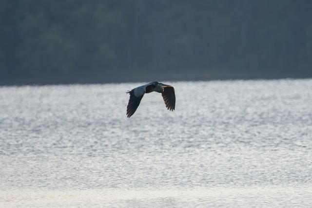Great Blue Heron