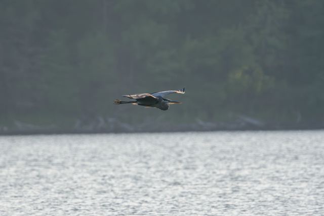 Great Blue Heron