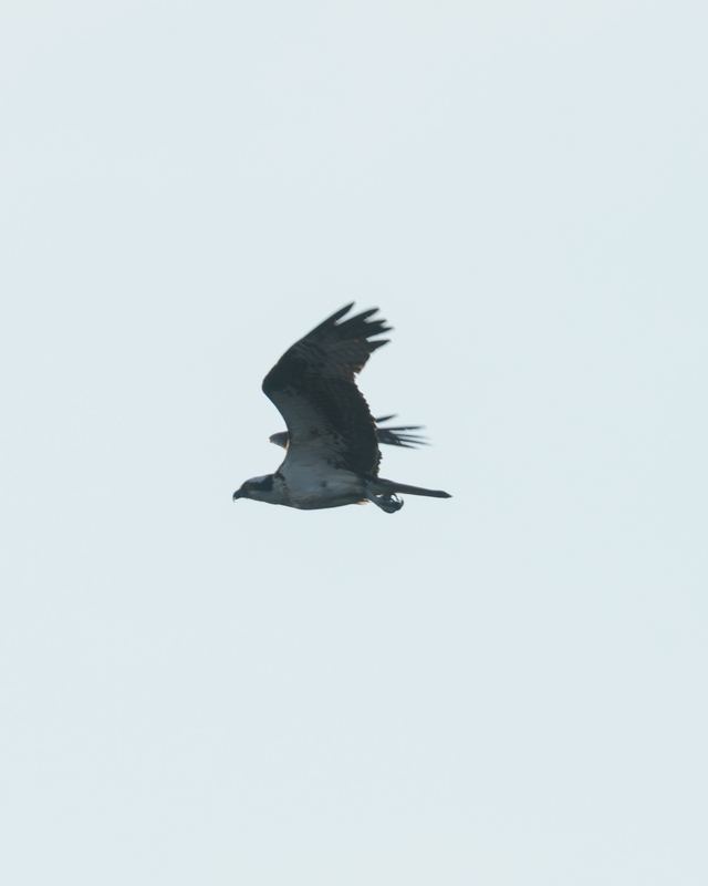 Osprey