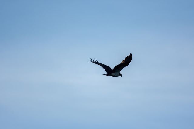 Osprey