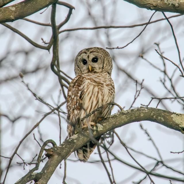 Barred Owl