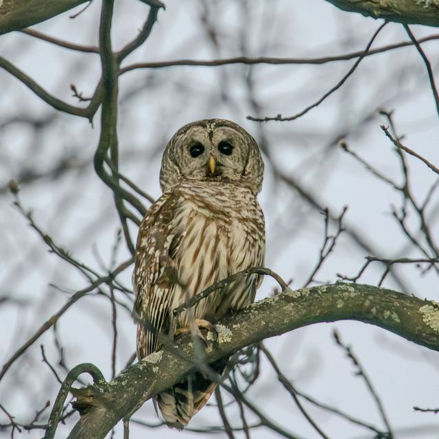 Barred Owl