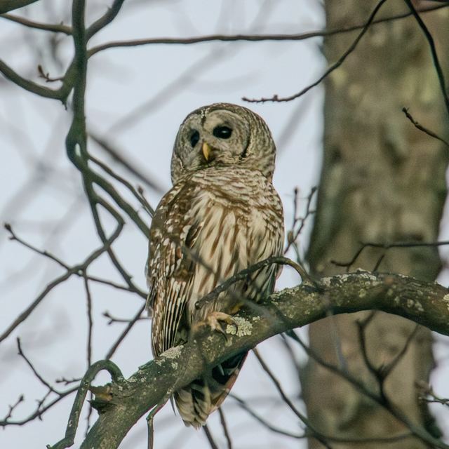 Barred Owl
