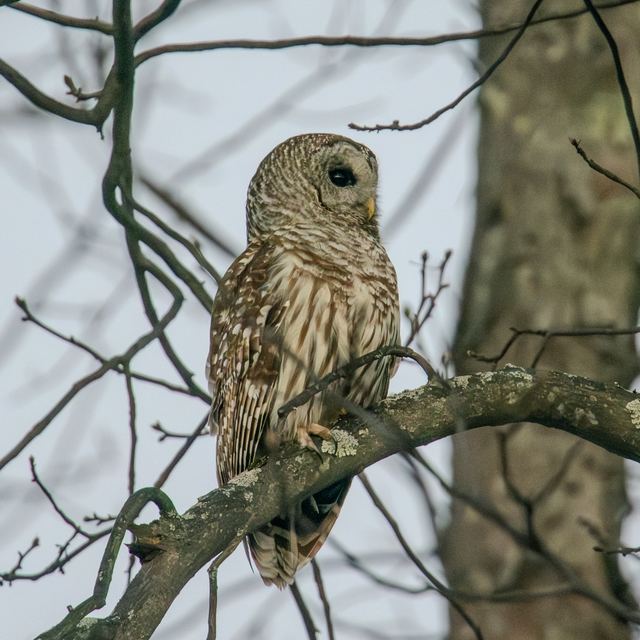 Barred Owl
