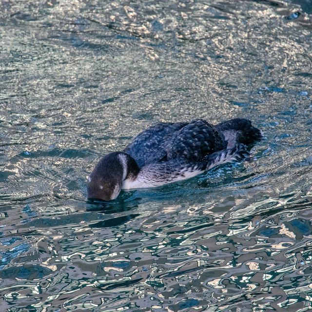 Common Loon
