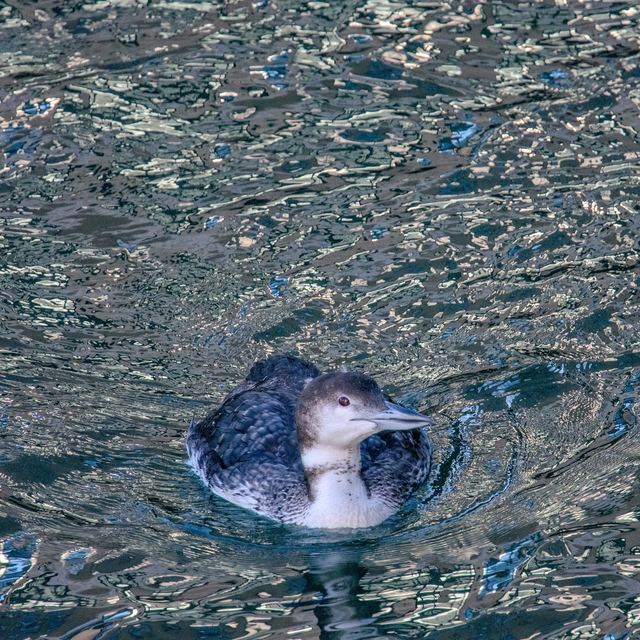 Common Loon