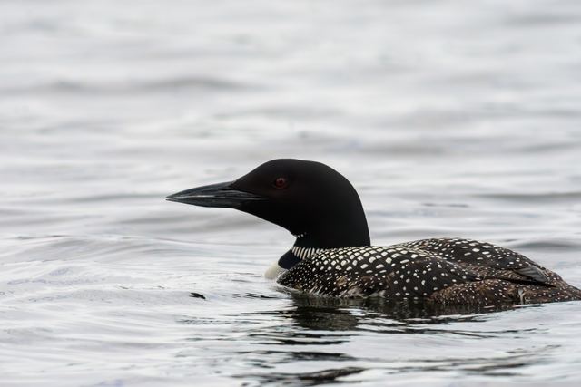 Common Loon