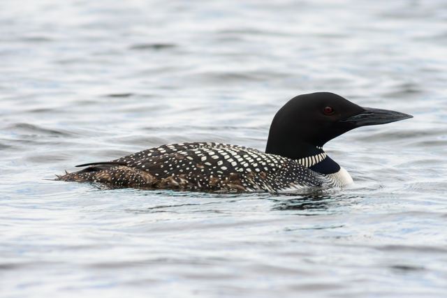 Common Loon