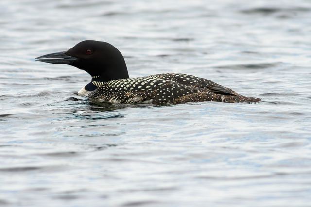 Common Loon