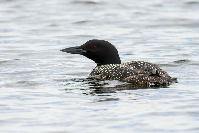 Common Loon