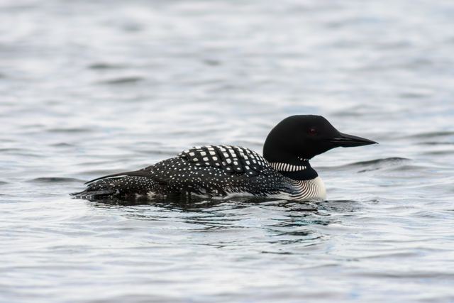 Common Loon
