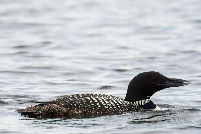 Common Loon