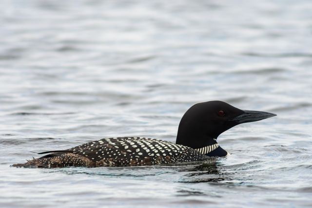 Common Loon