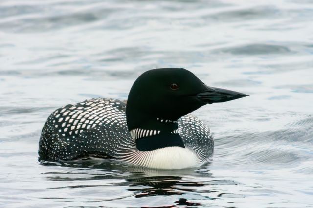 Common Loon