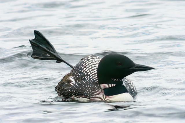 Common Loon