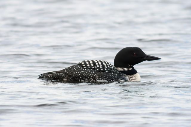 Common Loon
