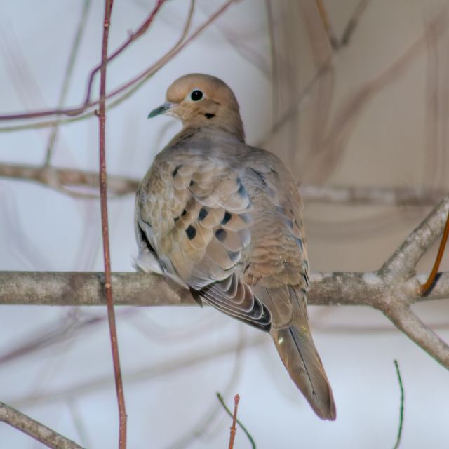 Mourning Dove