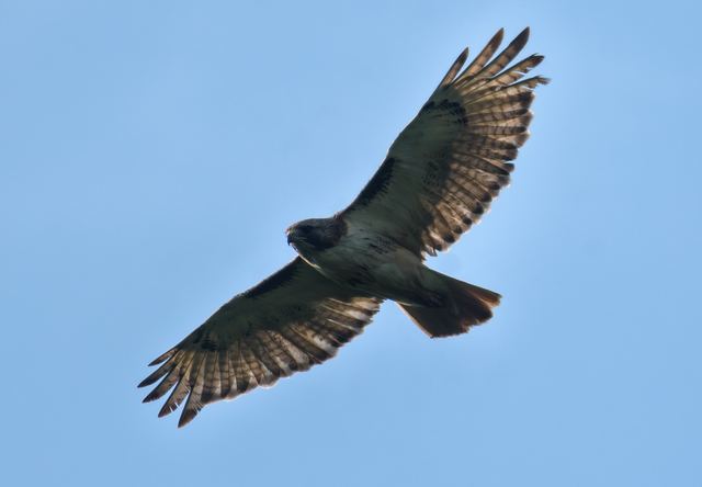 Red-tailed Hawk