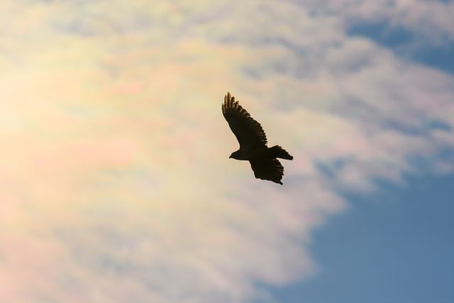 Red-tailed Hawk