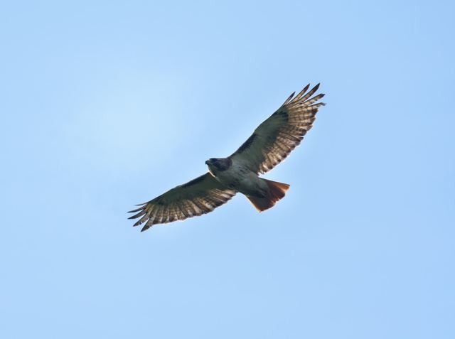 Red-tailed Hawk