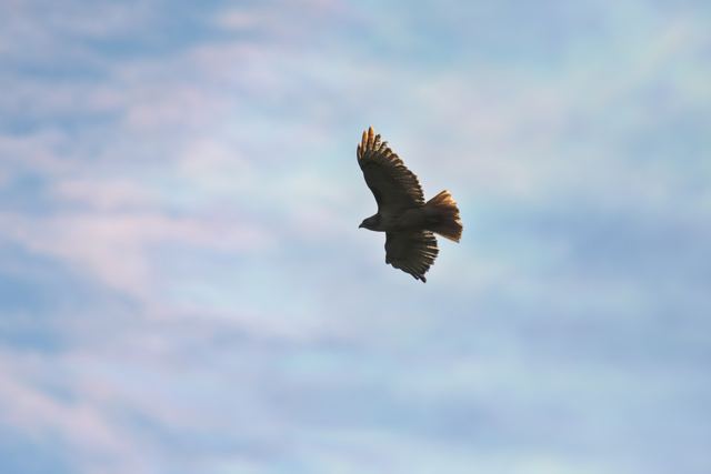 Red-tailed Hawk