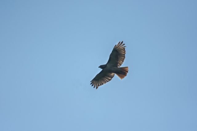 Red-tailed Hawk
