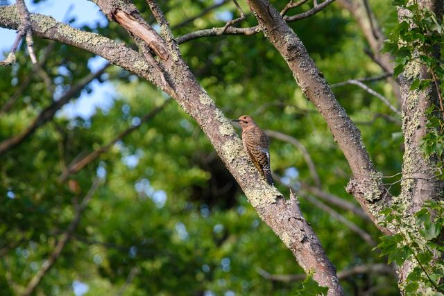 Northern Flicker