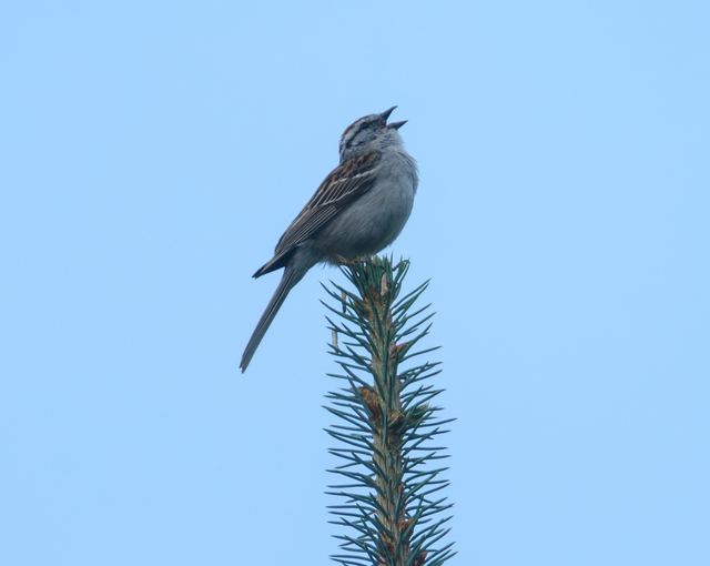Chipping Sparrow