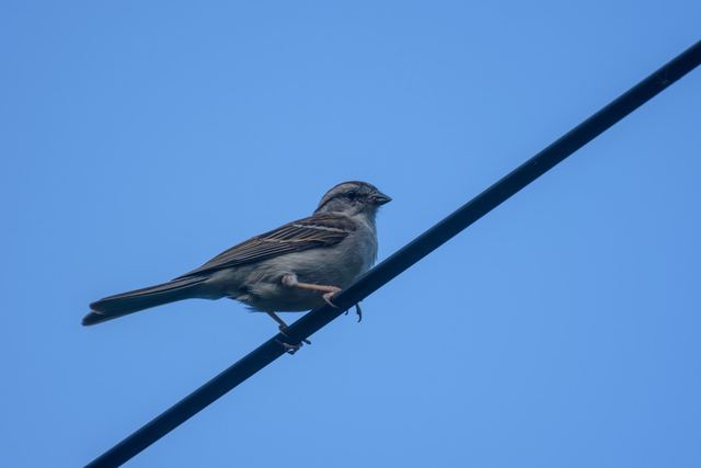 Chipping Sparrow