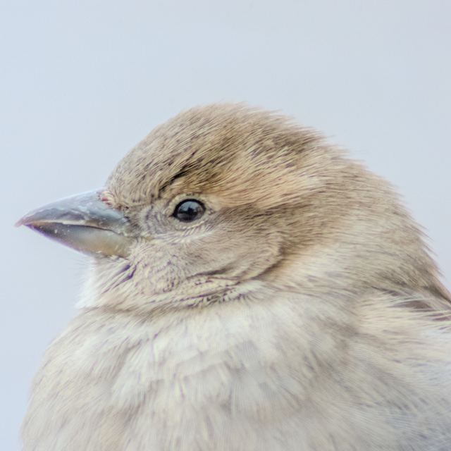 House Sparrow
