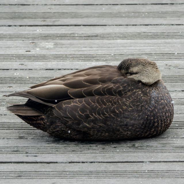 American Black Duck