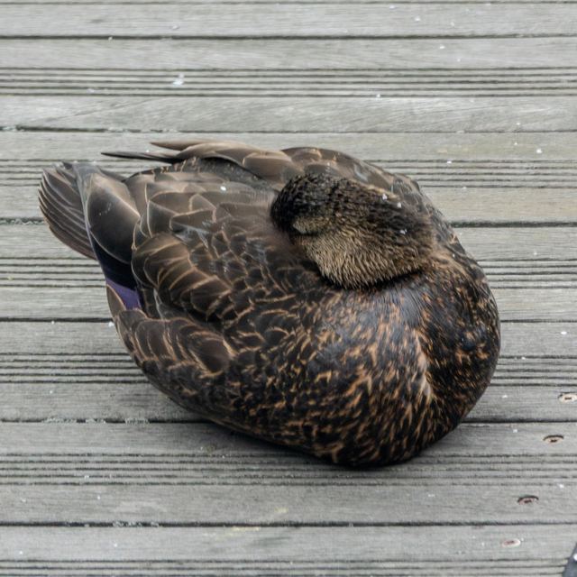 American Black Duck