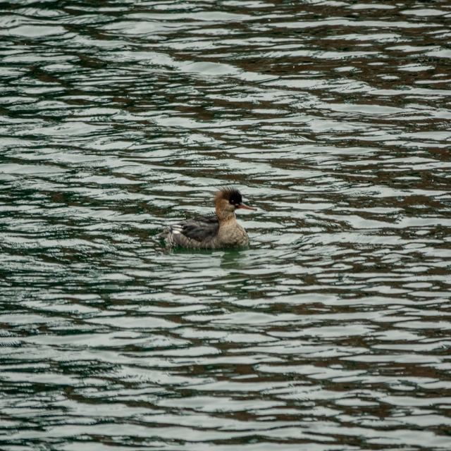 Red-breasted Merganser