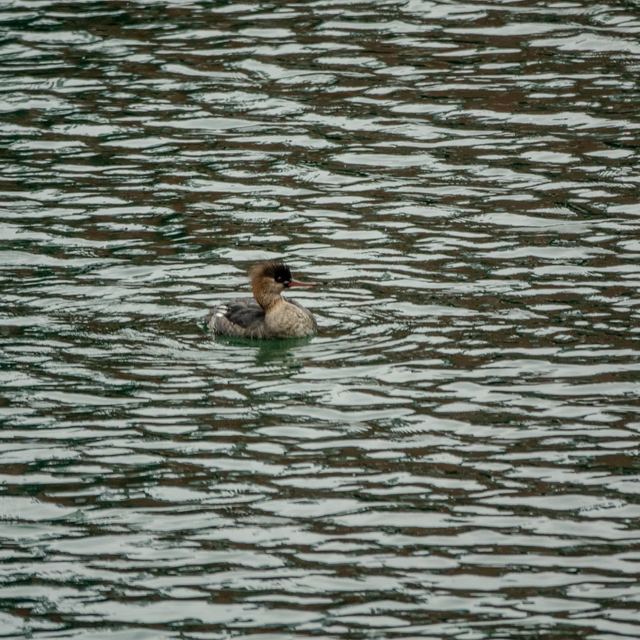 Red-breasted Merganser