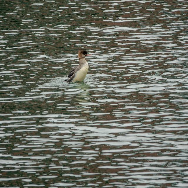 Red-breasted Merganser