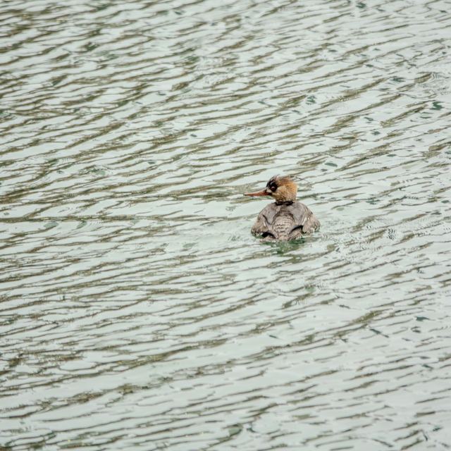 Red-breasted Merganser