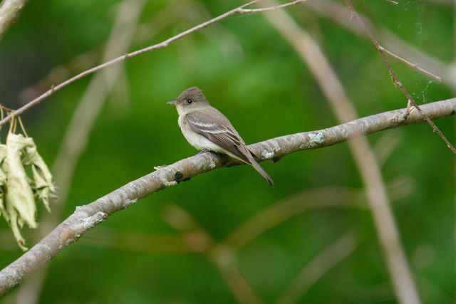 Eastern Wood-Pewee