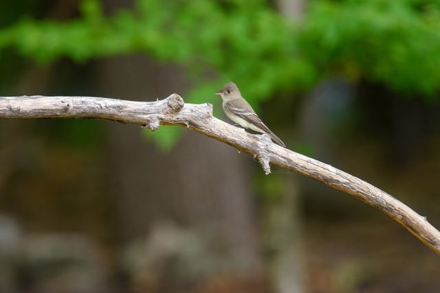 Eastern Wood-Pewee