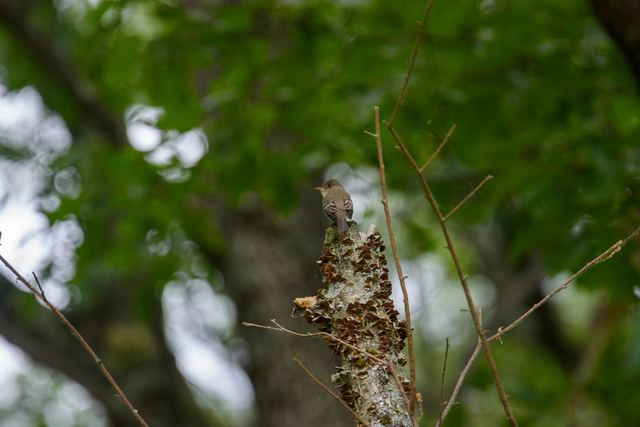 Eastern Wood-Pewee