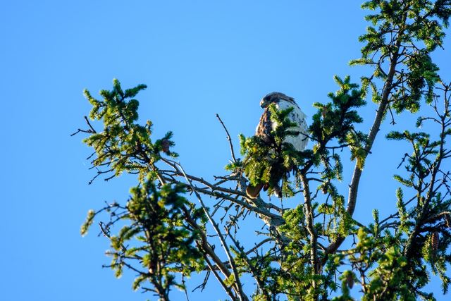 Red-tailed Hawk