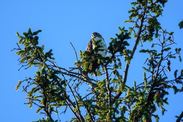 Red-tailed Hawk