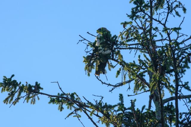 Red-tailed Hawk