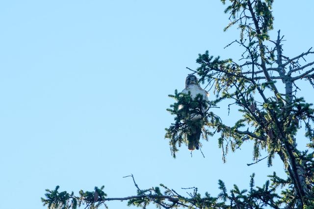 Red-tailed Hawk