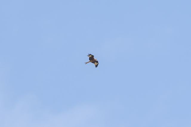 Red Kite