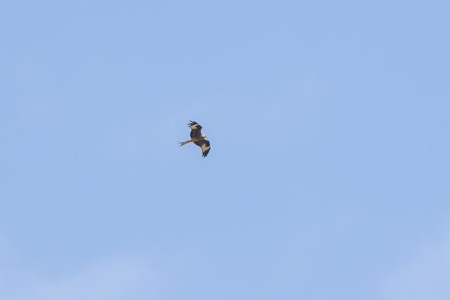 Red Kite